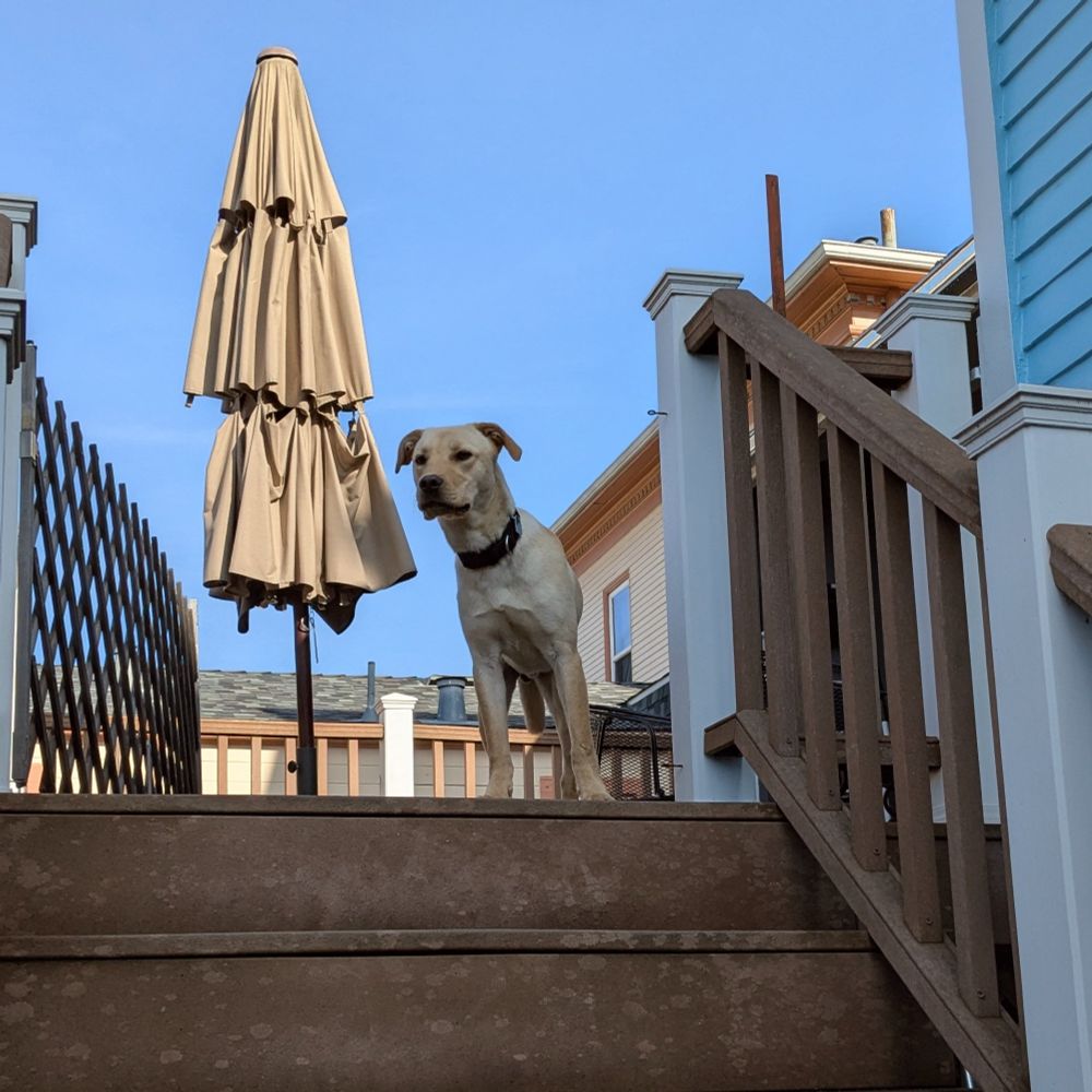 A porch, a dog, an umbrella, and behind all, a very blue sky