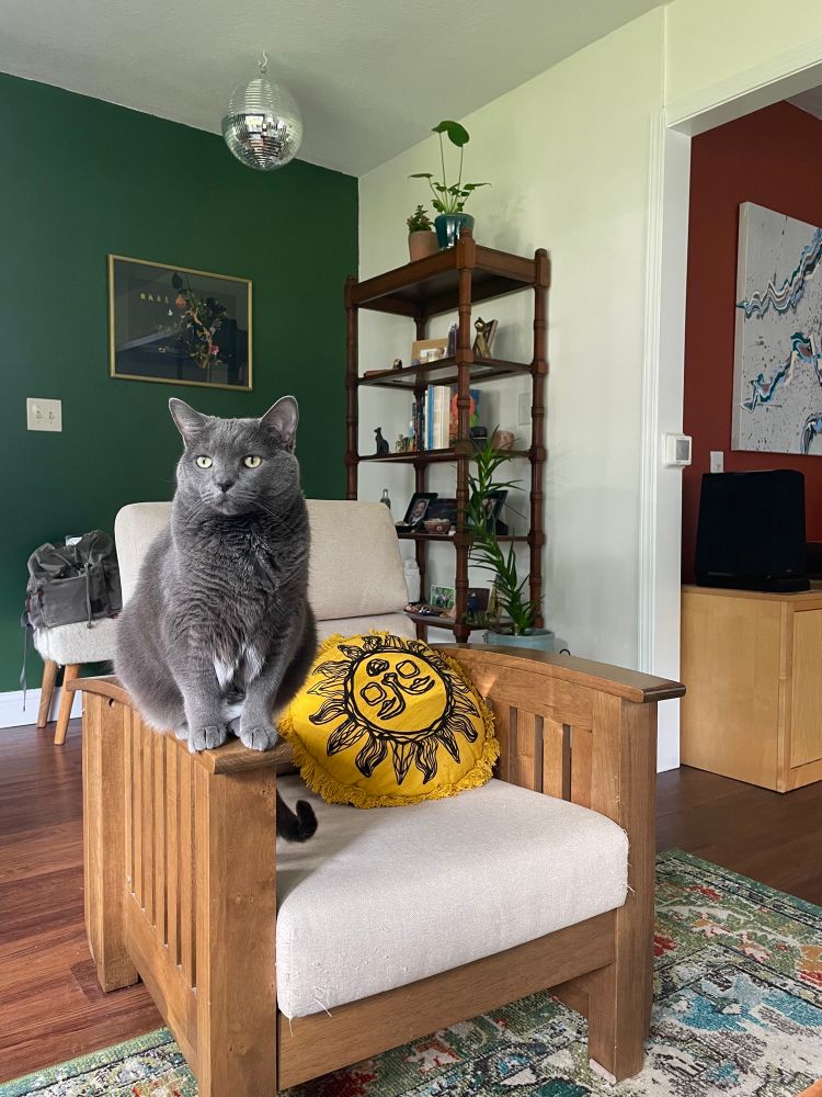 My cat Juno in my living room 