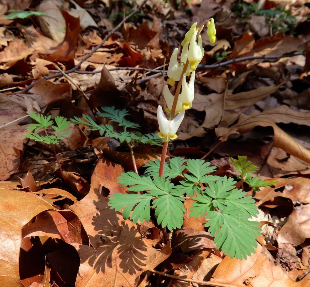photo of dutchman's breeches in bloom