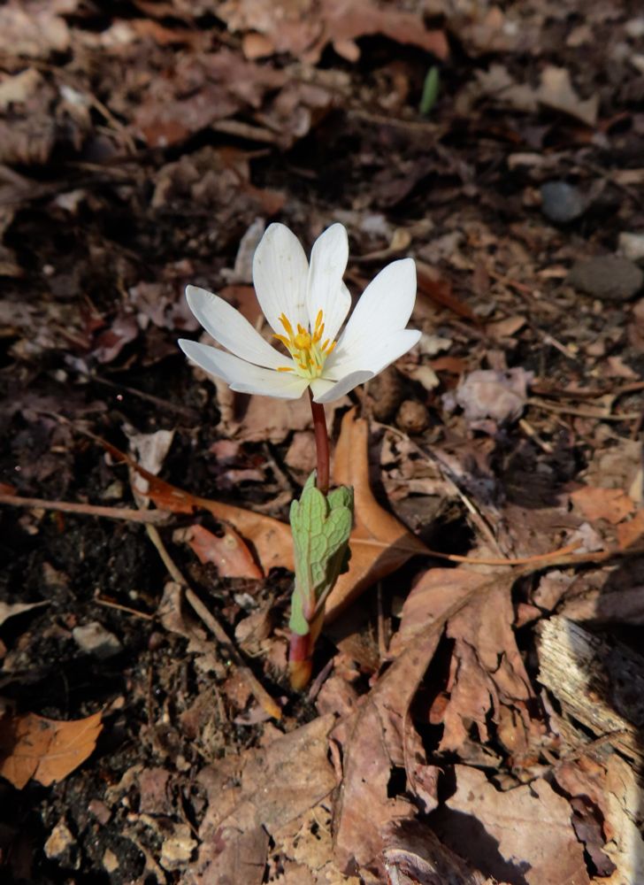 photo of bloodroot in bloom