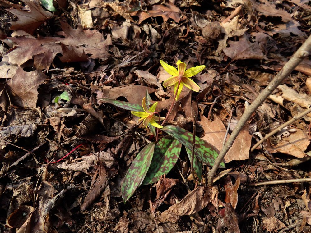 photo of two blooming trout lilies
