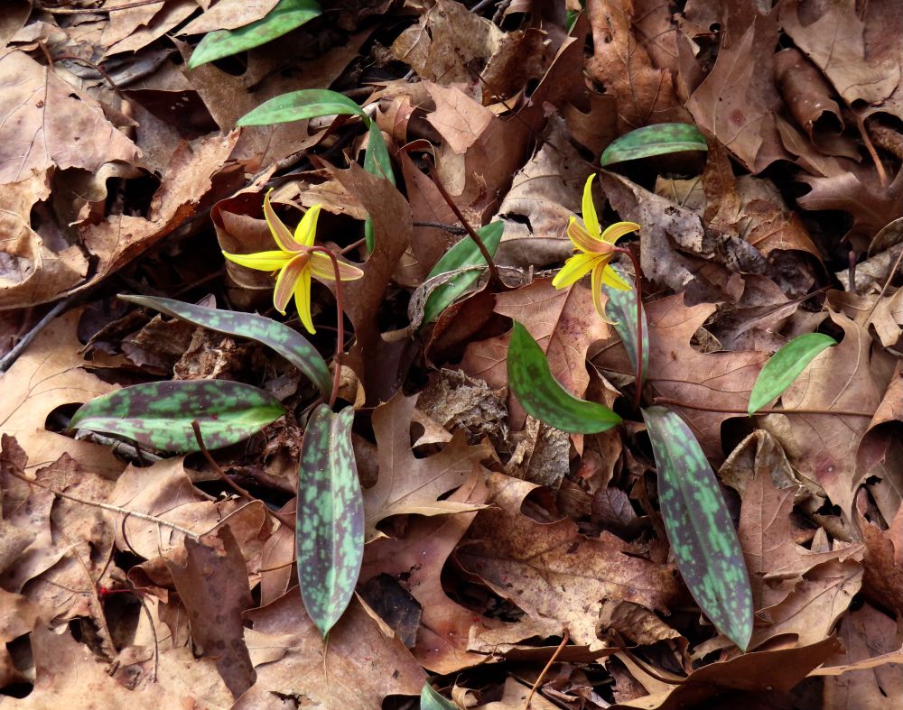 photo of two blooming trout lilies