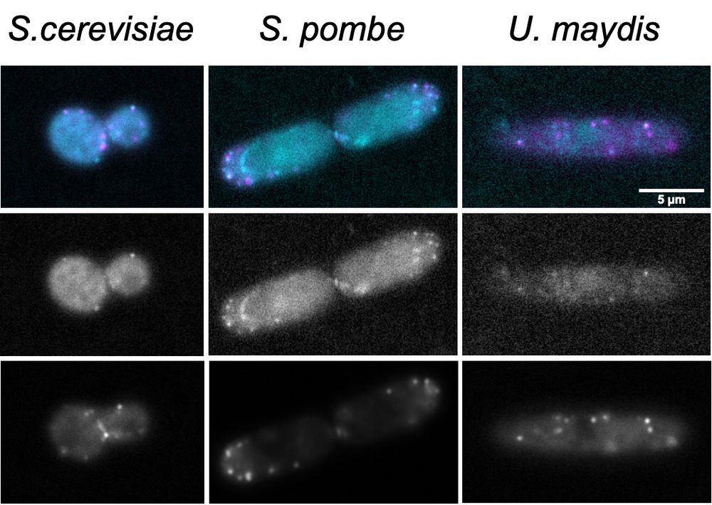 Localization of WDS proteins and fimbrin in three fungal species.