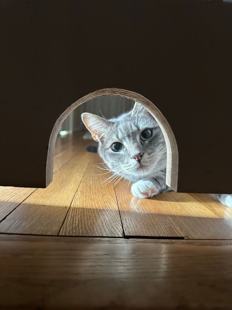 Cat peering through a hole cut out from the bottom of a door. 