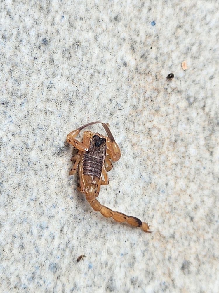 Uma foto (com zoom) mostrando um escorpião amarelado, filhote, próximo de dois insetinhos super minúsculos.