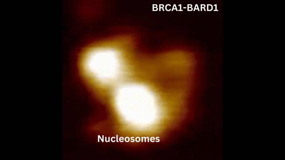 Animation: BRCA1-BARD1 interact with nucleosomes. 