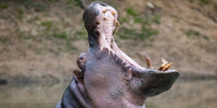 A large hippo yawns.