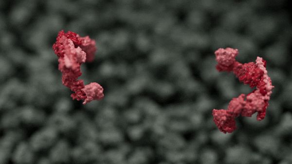 2 individual BRISC complexes stick together.
