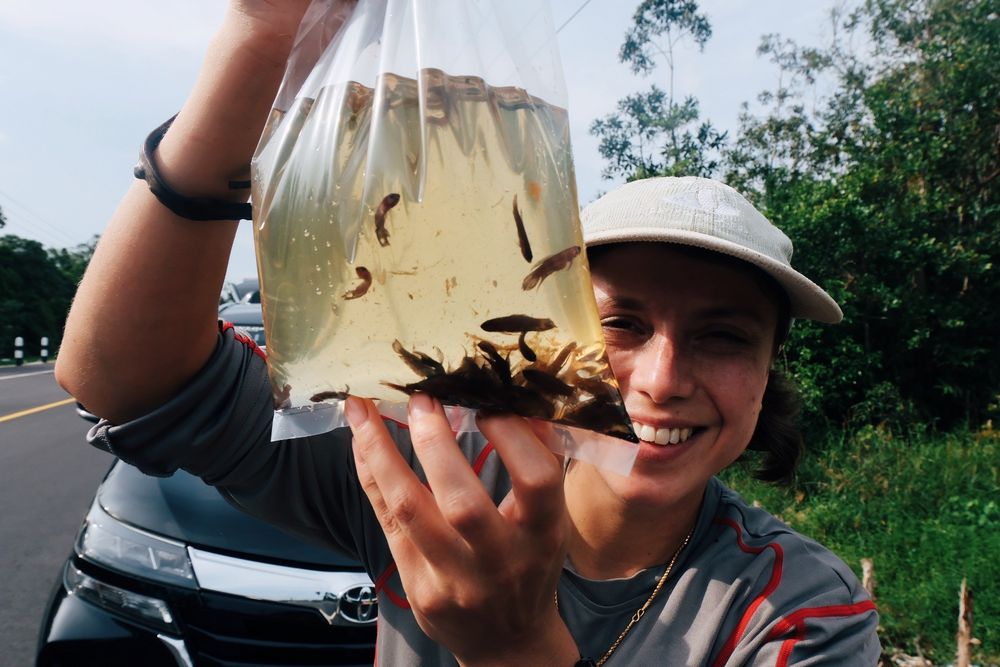 Dr Josie South holds a bag of juvenile Betta burdigala fish prior to release and smiles at the camera.