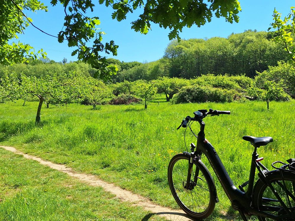 Orchard, meadow (and bicycle)