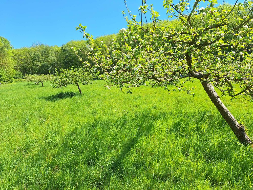 Flowering fruit trees in orchard
