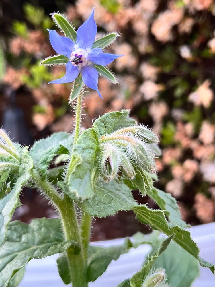Green leafy plant with a 5-point star-shaped flower at the top