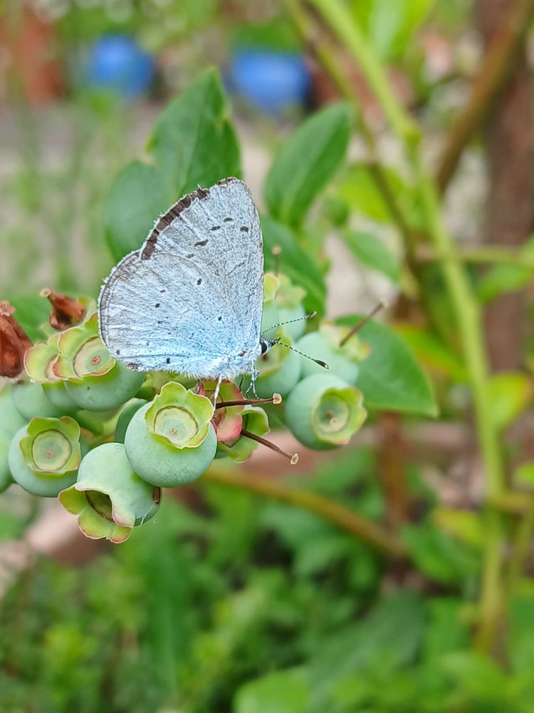 Holly Blue butterfly on a blueberry bush
