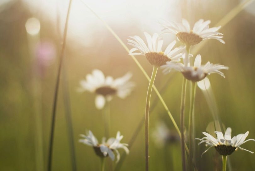White daisies in long grass.