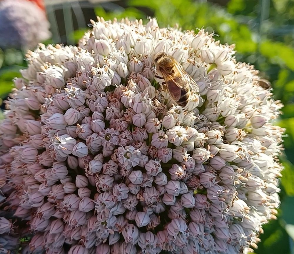 Bee on alium flower