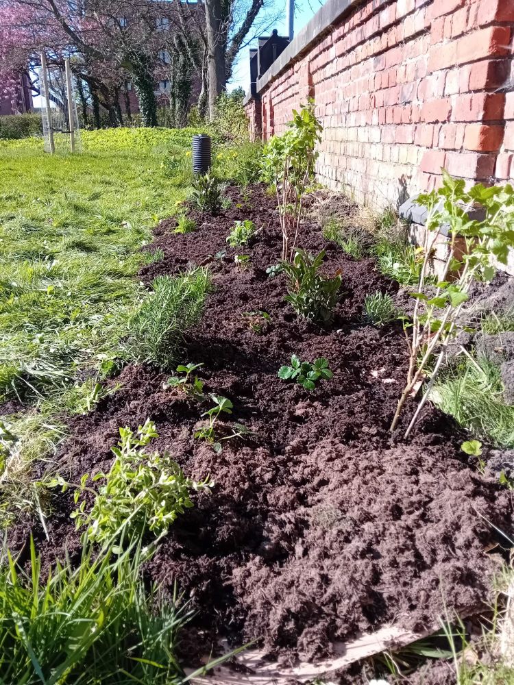 The newly planted border at the Community Orchard enjoying the sunshine.