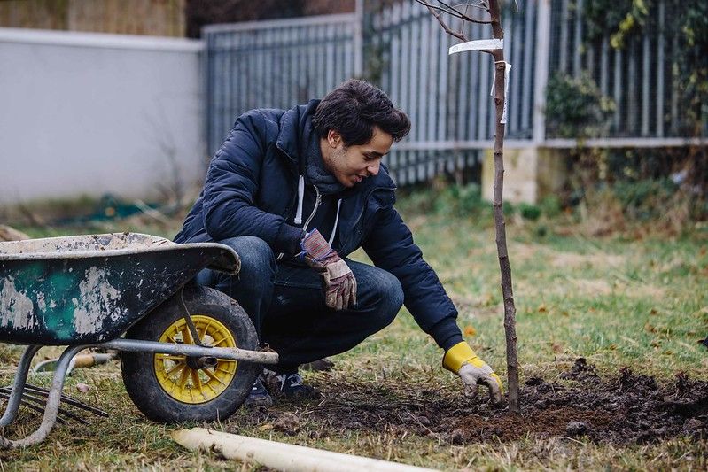 Volunteer crouching beside a newly planted fruit tree.