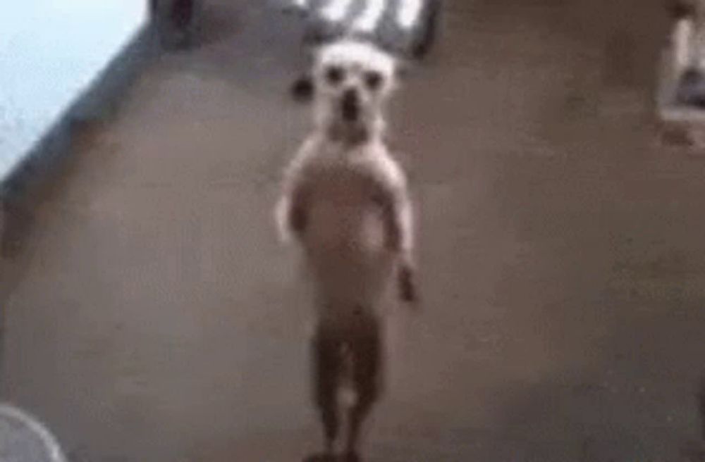 a small white dog is standing on its hind legs on a floor .