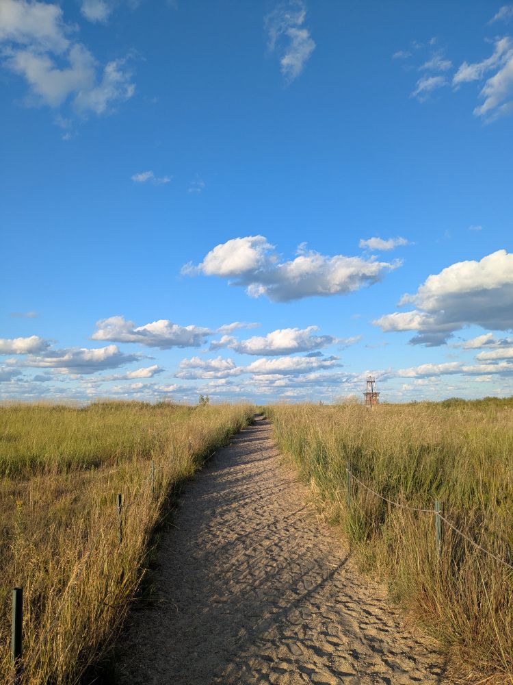 A photo of a sandy path with yellowing beach grasses on either side and the top of the Tobey Prinz Beach Pier lighthouse in the distance. The sky above is blue with fluffy white clouds 