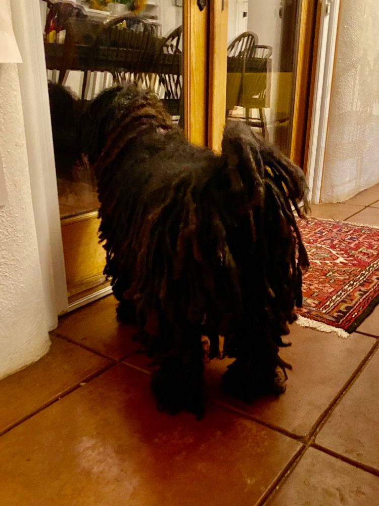A view of Fusilli the puli from the back as he stands next to a closed patio door. He is asking to go outside. 