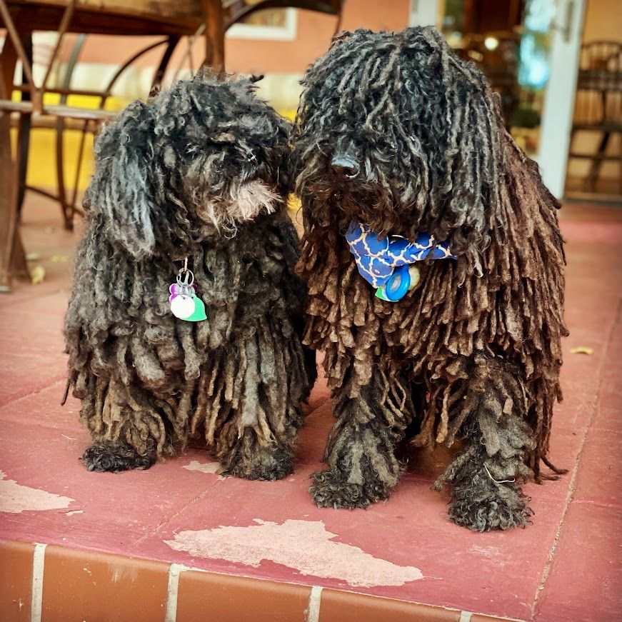 Two pulis stand side by side on a red patio with flaking paint. The smaller, on the left, is looking toward the larger, who is staring straight ahead.  The little one has a grey beard and a somewhat dominant posture. The larger has a blue bow tie that is askew under his cords. Both are black and fully corded.  Both have tags hanging from their necks.  