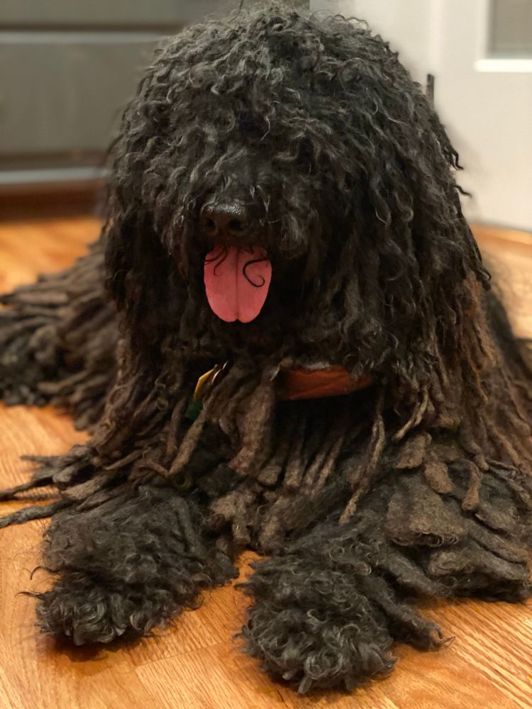Fusilli the fully corded black puli laying on a hardwood floor.  He doesn’t care if everyone knows he’ll be 13 in January. 