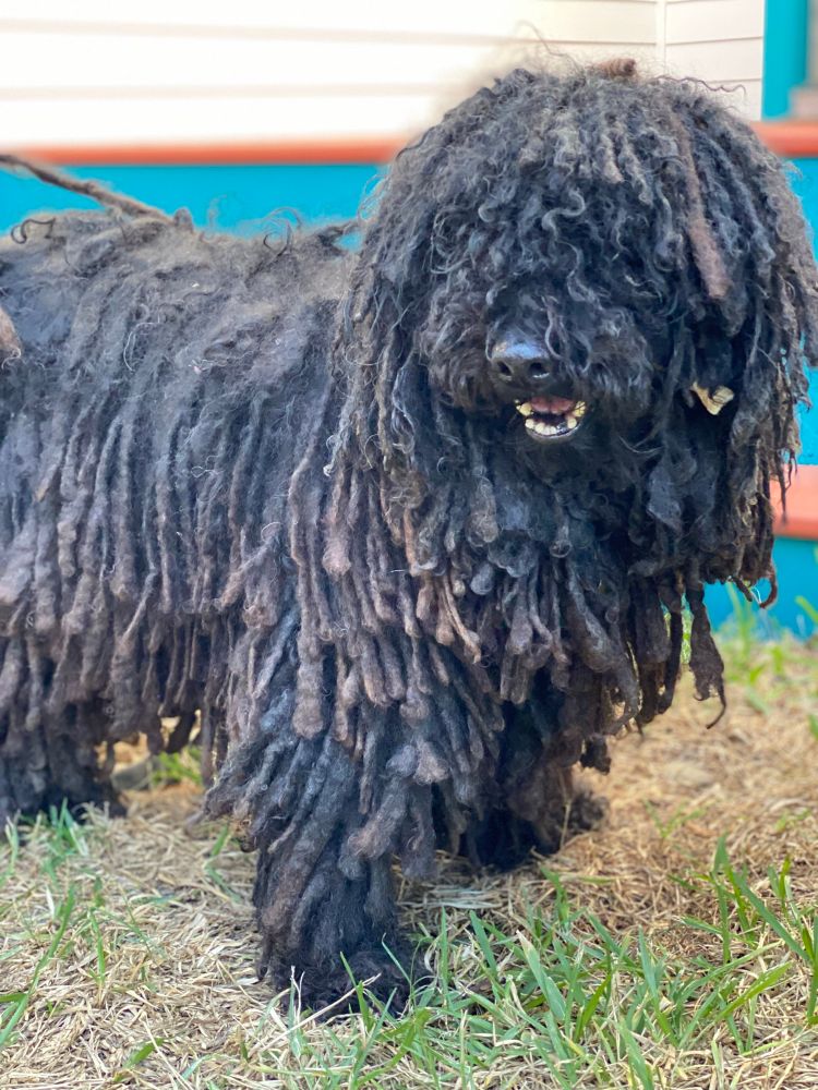 Fusilli the fully corded black puli stands at the base of porch steps with a bully stick out of the corner of his mouth like a cigar.  Hidden by the cords on his feet are his freshly cut toenails.  