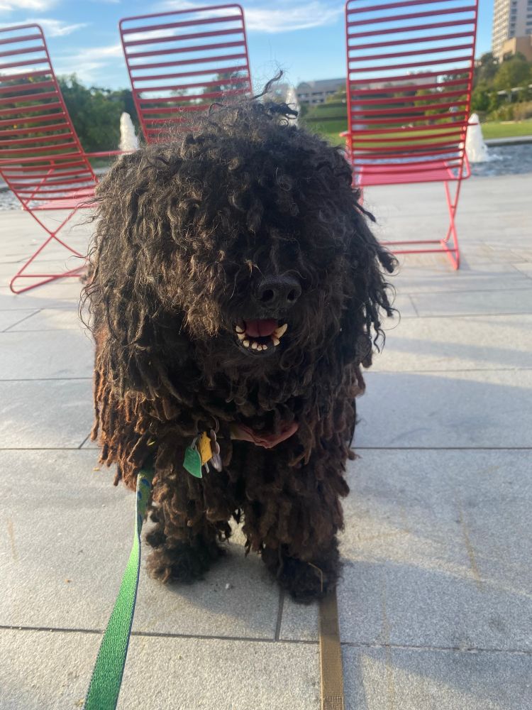 Fusilli the black fully corded puli stands on a patio at Centennial Gardens in Hermann Park game for whatever is next