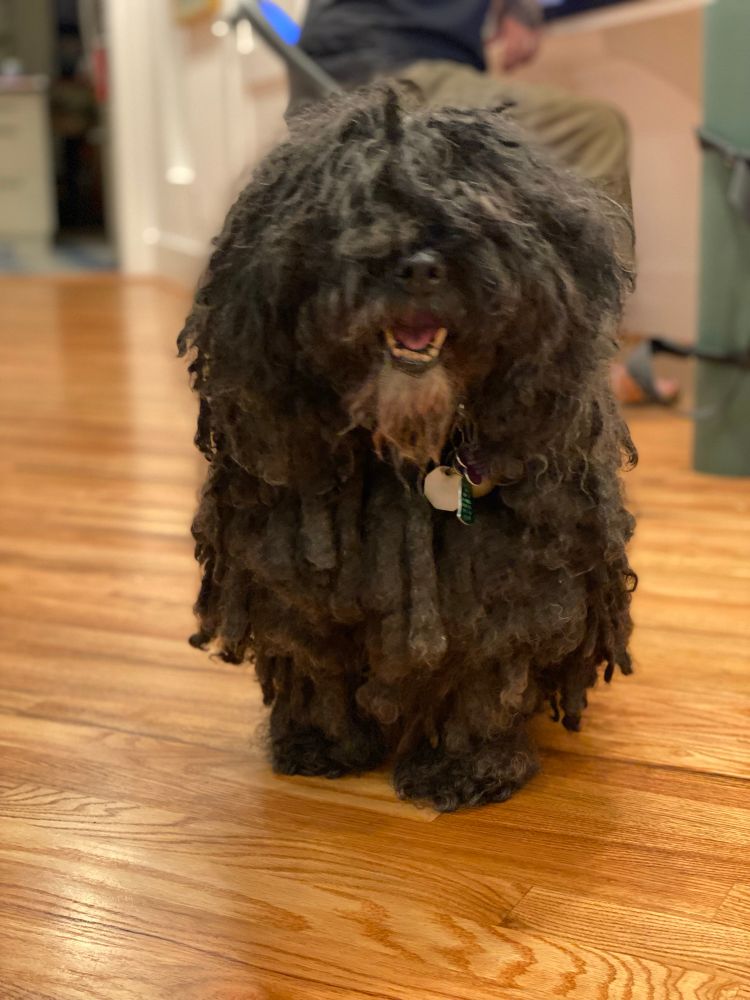 Celosa the puli stands smiling on a hardwood floor. She is a 16.75 year old black puli who is fully corded with a white beard. 