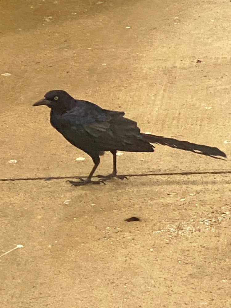 A parking lot grackle in a Buc-ees gas island. 