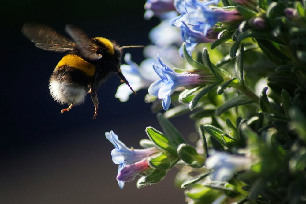 Een zomer zonder hommels – MO*