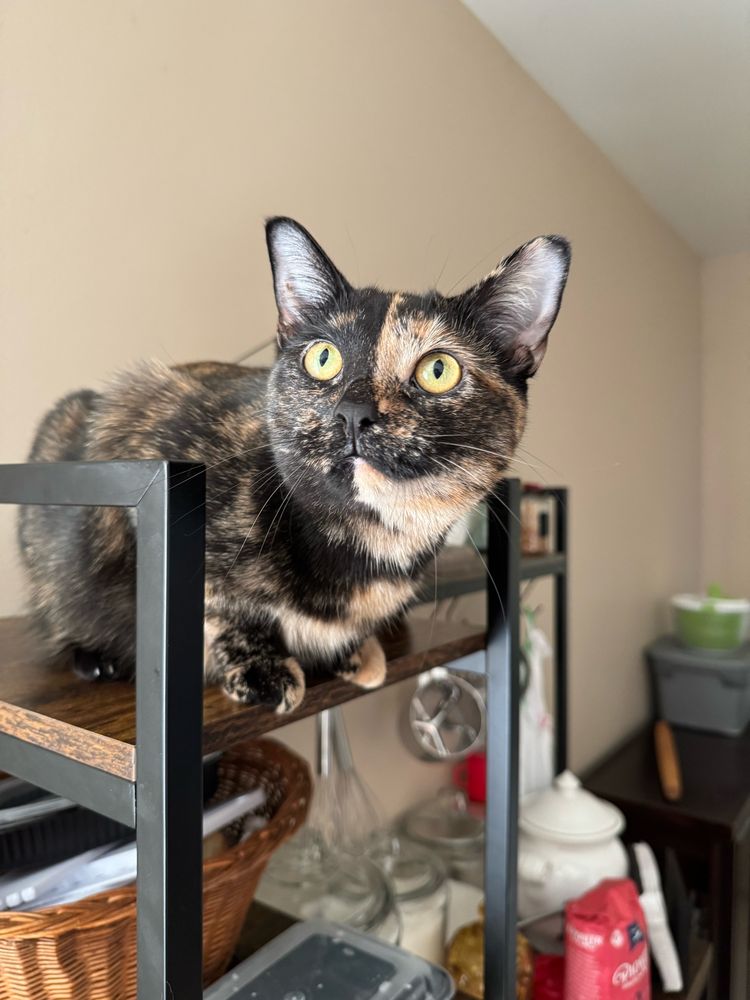 Image is gorgeous, sleek split faced tortoiseshell shorthair cat in the sun, looking alert and curious and perched at the top shelf of a baker’s rack in a beige kitchen 