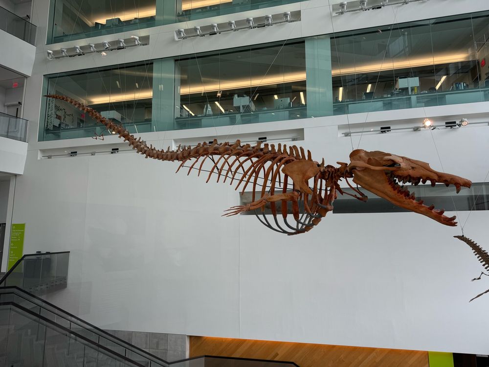 Image is aquatic dinosaur skeleton hanging from the second story ceiling of the UofM natural history museum in Ann Arbor Michigan 