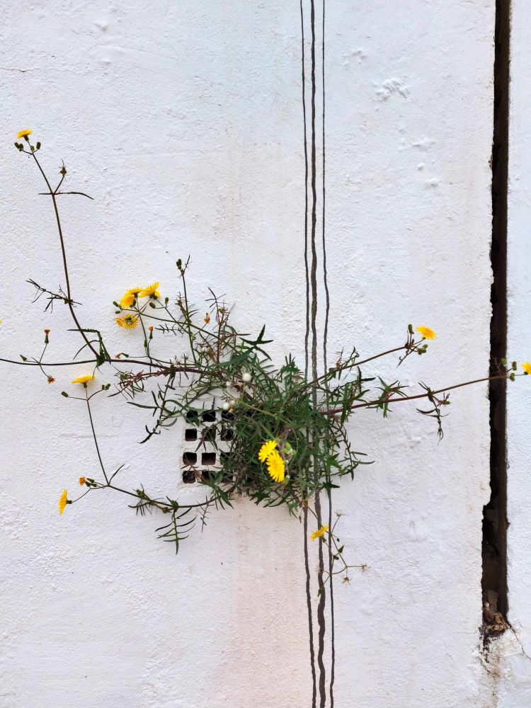 Flower coming out of a wall after days of rain