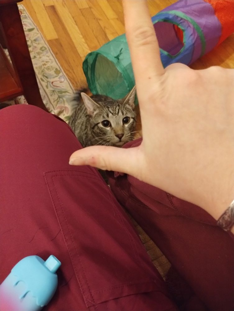 My cat mackerel taking the L