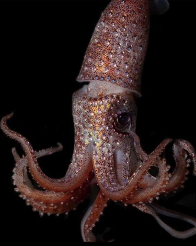 Strawberry squid