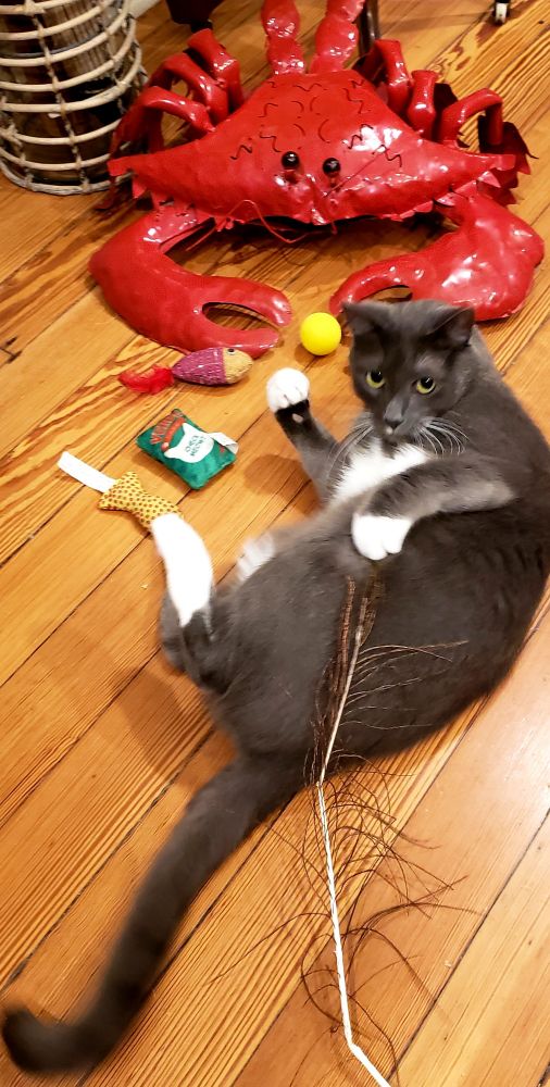 Grey & White Tuxedo cat Winston looks like he is going to attacked by a giant crab! 🦀