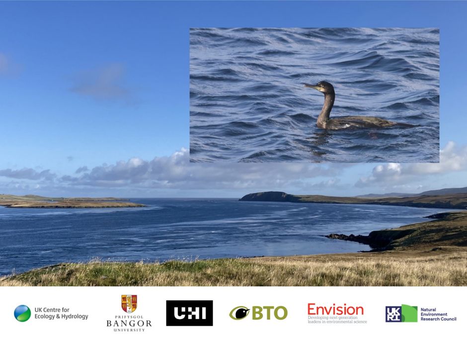 Image of study site Bluemull Sound, Shetland, and a foraging European Shag