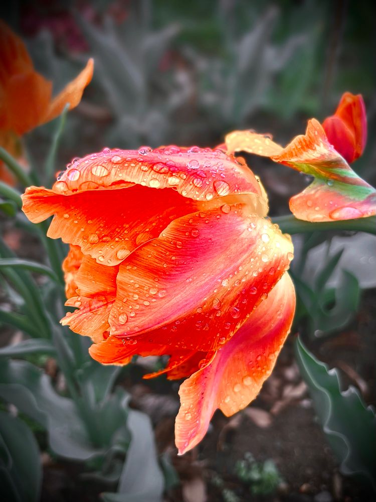 A sunset colored tulip (orange, pink, and hints of yellow) with large, jewel-like water droplets on its petals.