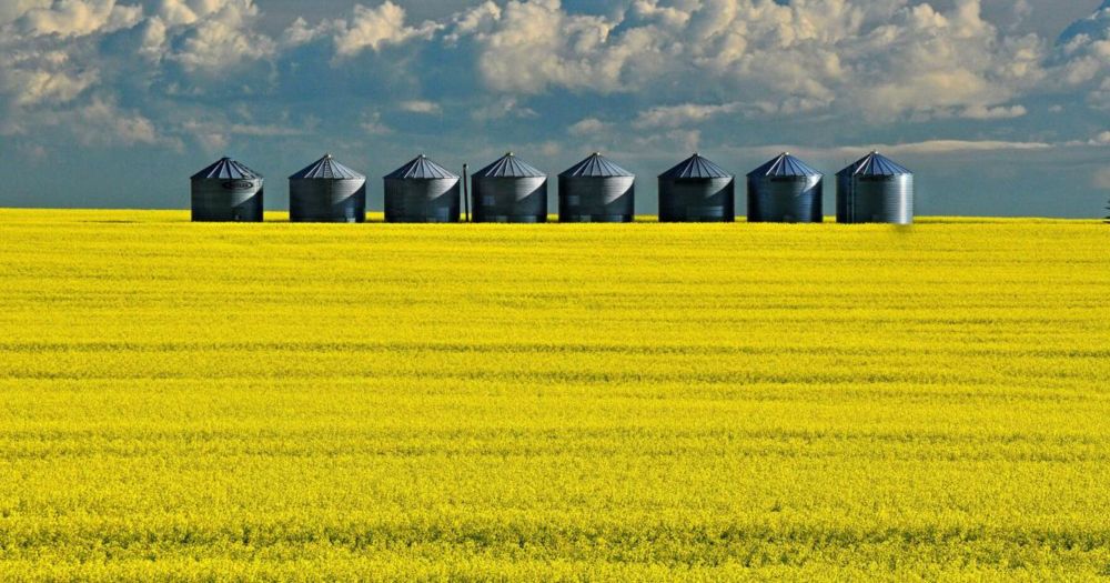 In our tit-for-tat trade war with China, writes David Olive, Canada is denying greater access to the immense Chinese market which needs many of our products — including canola seed.