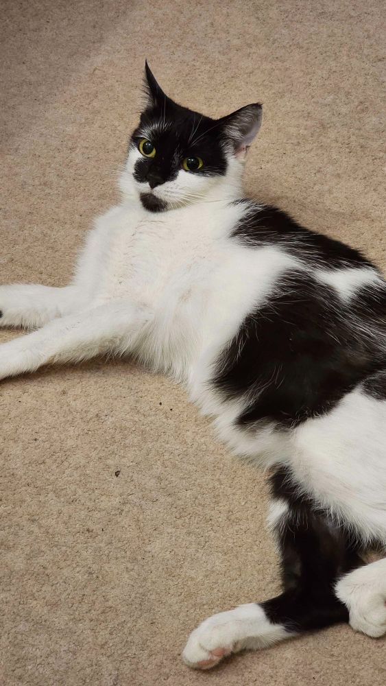 the black and white cat lounges on the floor