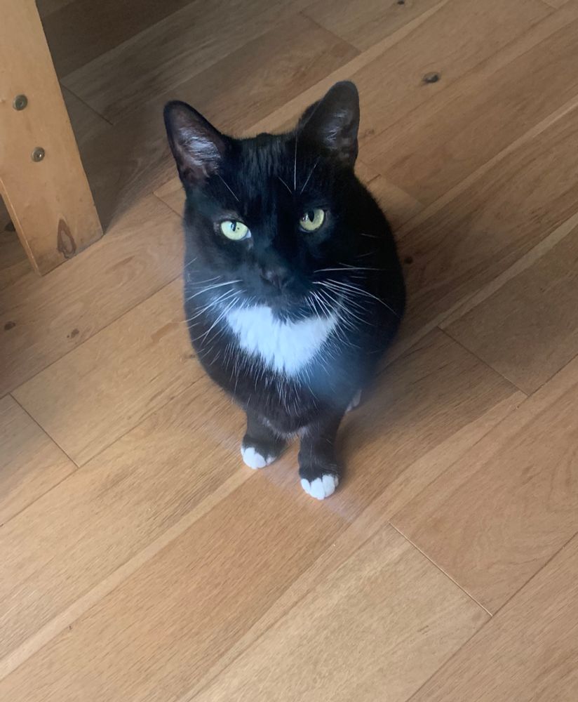 Black cat with white throat, looking hungry. 