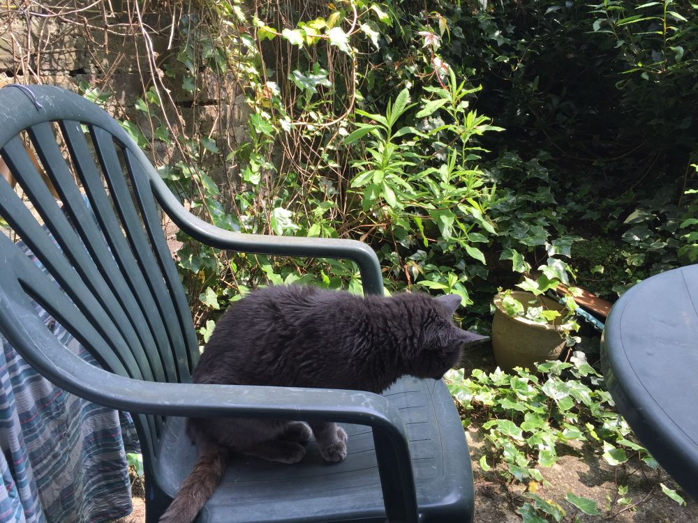 Dark grey cat sitting on a green plastic garden chair. 