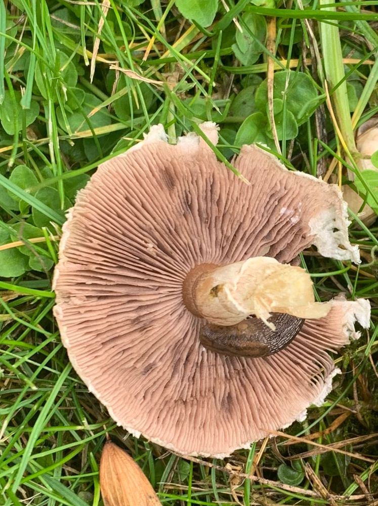 pale pinky brown toadstool gills 