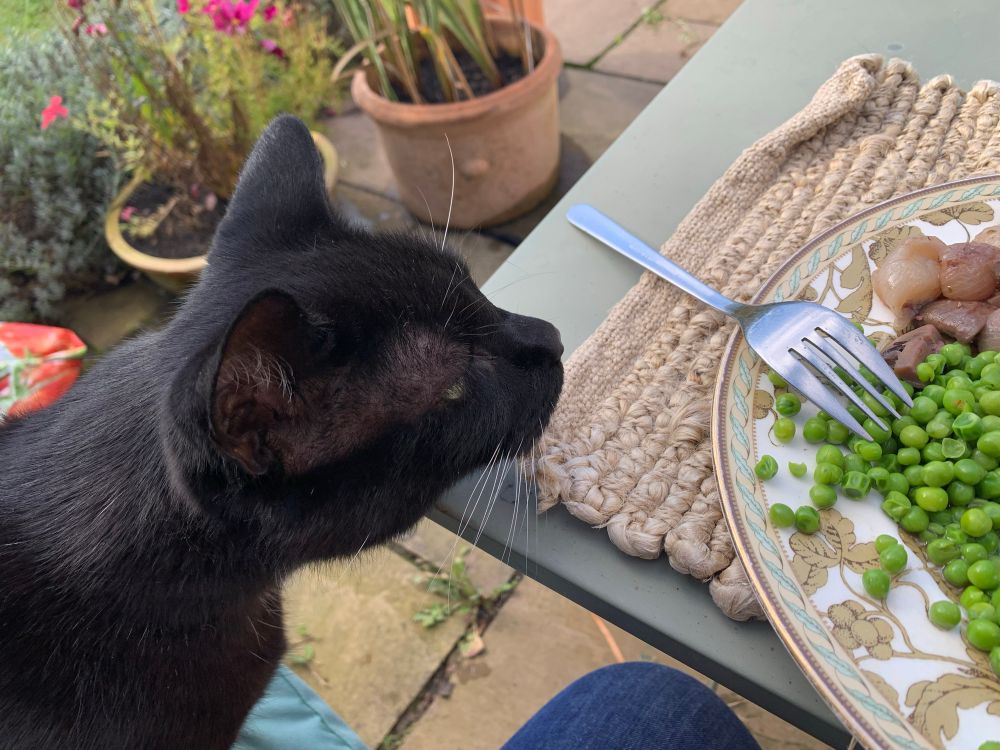 Black cat with his nose close to my plate. 