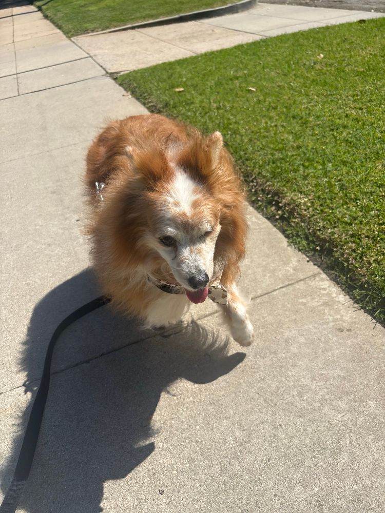 Happy, fluffy dog on walk