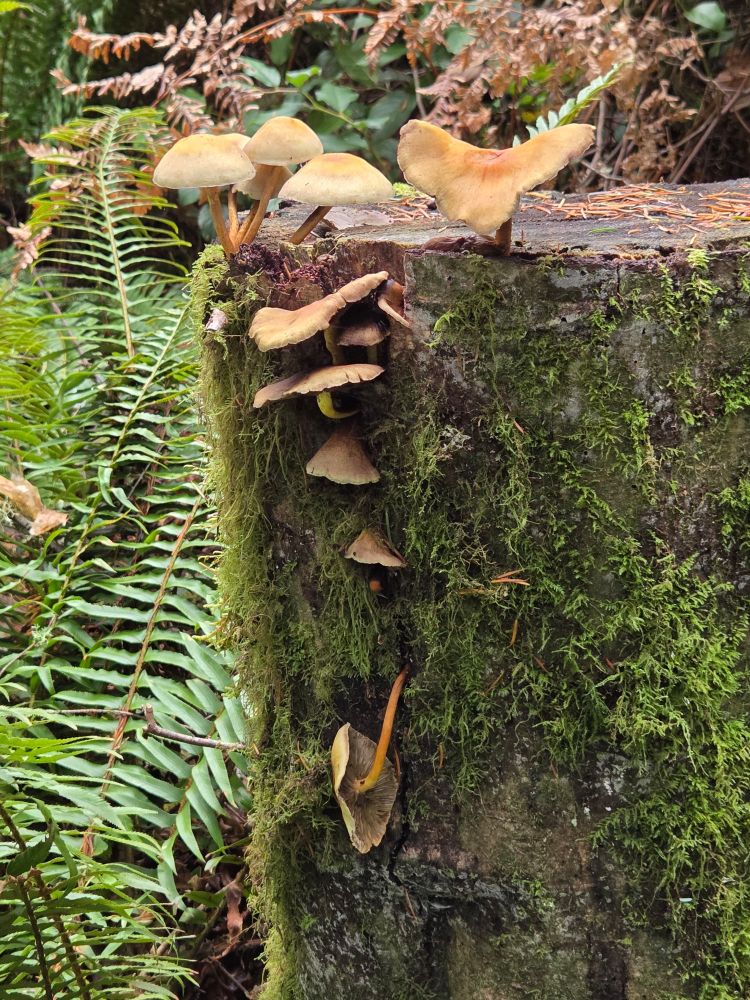 A bunch of tan mushrooms growing on a mossy stump.