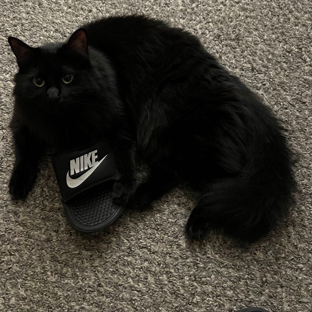Slightly guilty looking fluffy black cat