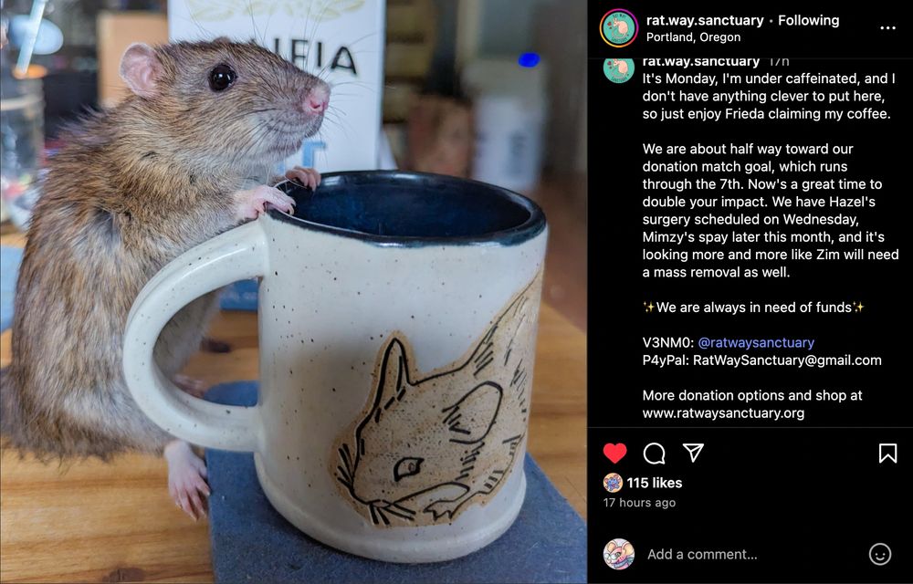 Screenshot of an instagram post from "The Rat way sanctuary". It shows a pic of a rat sitting next to a mug with a rat art on it. 
The post says:
"t's Monday, I'm under caffeinated, and I don't have anything clever to put here, so just enjoy Frieda claiming my coffee.

We are about half way toward our donation match goal, which runs through the 7th. Now's a great time to double your impact. We have Hazel's surgery scheduled on Wednesday, Mimzy's spay later this month, and it's looking more and more like Zim will need a mass removal as well. 

We are always in need of funds

V3NM0: @ratwaysanctuary
P4yPal: RatWaySanctuary@gmail.com

More donation options and shop at www.ratwaysanctuary.org"