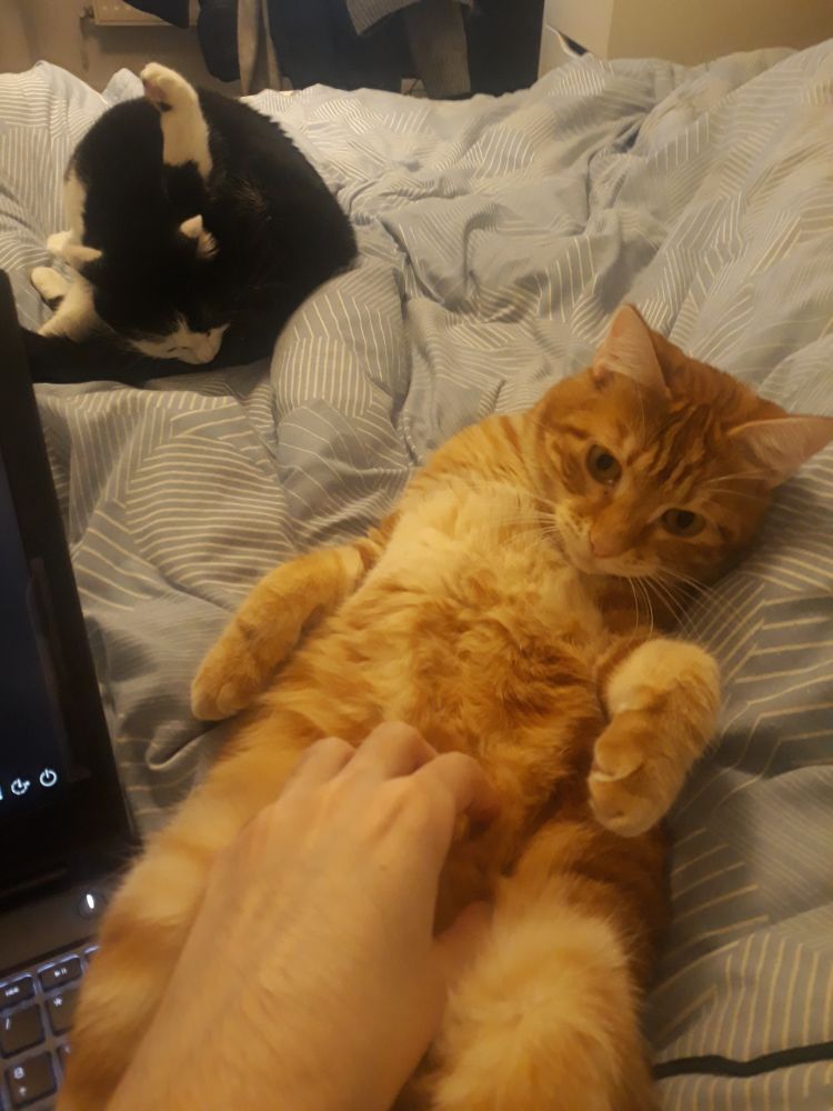 Photo de Priam, mon chat orange, posé sur mon lit bidou à l'air et se faisant grattouiller. Riri (mon chat noir et blanc) fait sa toilette en arrière plan